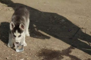 Хлопчик сирійського біженця, який керує своїм цуценям у греції Хлопчик сирійського біженця, який керує своїм цуценям у греції